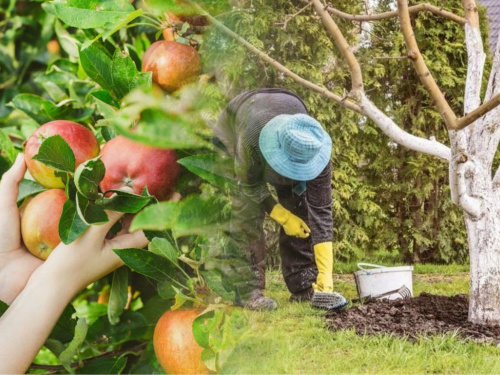 Що посадити біля яблуні, щоб збільшити врожайність - поради досвідчених садоводів
