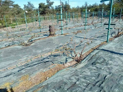 Заморозки на Дніпропетровщині: як всього за одну ніч загинули виноградники та картопля
