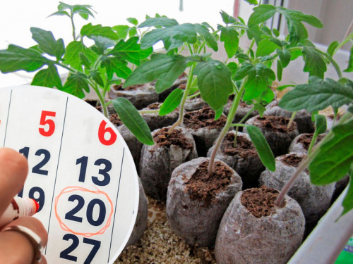 Коли сіяти помідори у 2026 році: календар для мешканців Дніпропетровщини