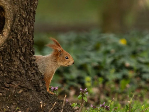 Чи повернуться заморозки: прогноз погоди у Кам’янському на суботу та неділю 25–26 квітня