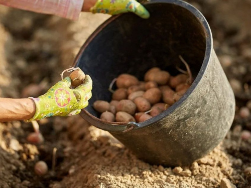 Урожай за графіком: коли та як садити картоплю на Дніпропетровщині у 2026 році