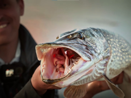  Щука-гігант із Дніпра: рибалка-професіонал похвалився уловом та запустив розіграш супер-приманки