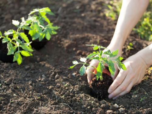 Коли садити розсаду у відкритий ґрунт на Дніпропетровщині: поради агрономів на 2026 рік