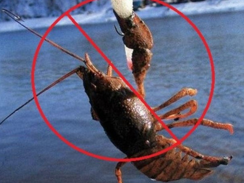 З грудня і до кінця червня: на водоймах Дніпропетровщини забороняють вилов раків через спарювання