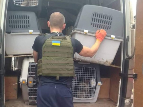 Тварини та війна: на Дніпропетровщині будують новий дім для евакуйованих з Донеччини собак