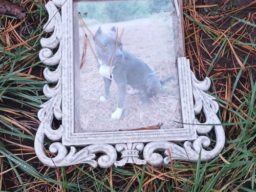 У Кам&#039;янському вандали осквернили місця поховання тварин: що треба зробити власникам