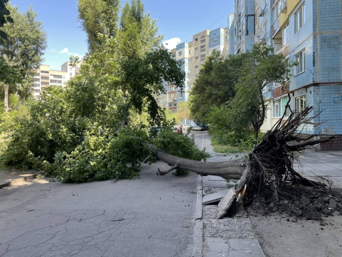 У Кам’янському дерево впало біля житлового будинку: чи є постраждалі
