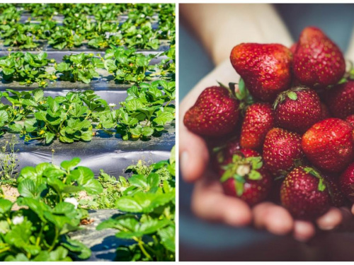 Секрети рекордного врожаю: як правильно доглядати за полуницею навесні на Дніпропетровщині