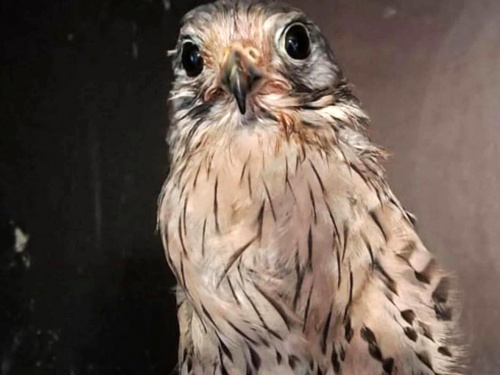 Сокіл-патріот, який атакував дрон окупантів, втратив крило і потребує нашої підтримки