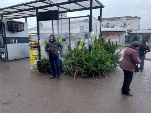 Ялинки поза законом - у центрі Кам'янського нелегально торгували соснами