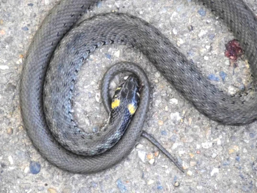 Аномально тепла зима на Дніпропетровщині спричинила масову загибель плазунів