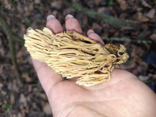 На Дніпропетровщині знайшли дивогриб, який виглядає як прибулець з океану - ФОТО