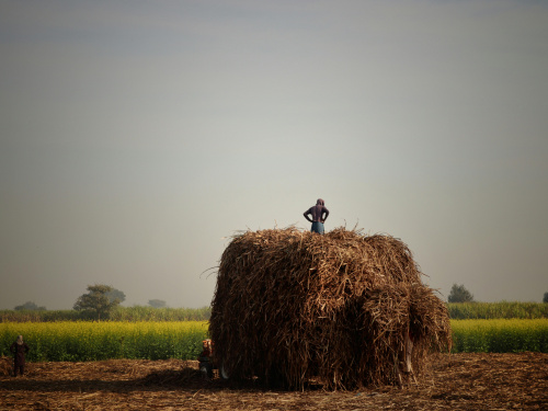 Згубна посуха: що лякає в урожаї Дніпропетровщини 2025 року