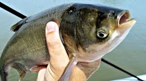 У Кам'янське водосховище планують випустити 20 тонн риби - Держрибагентство