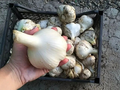 Часник розміром з кулак: що зробити восени, щоб зібрати рекордний урожай