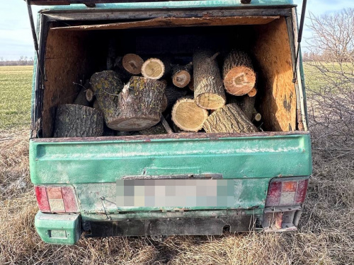 Поліцейські затримали у лісосмузі Кам'янського чоловіка, який незаконно спилював дерева - подробиці