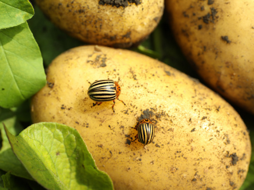 Навала колорадського жука 2026: чим терміново обробити картоплю на Дніпропетровщині