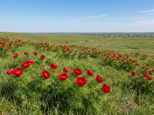 масове цвітіння рідкісної півонії вузьколистої