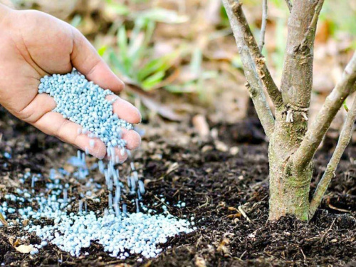 Сад під загрозою: чому неправильне підживлення у квітні може вбити кущі та дерева