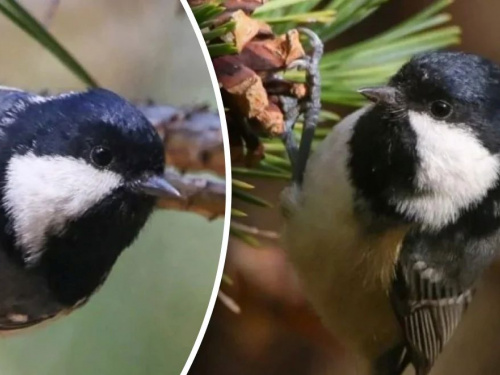 Маленький хижак у лісах Дніпропетровщини: чому синиця чорна привертає увагу дослідників