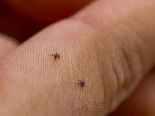 Сезон кліщів 2026 відкрито: де у Кам'янському найбільша небезпека та куди нести паразита після укусу