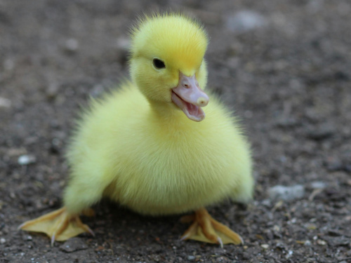 Незвичайний ревізор із Дніпра: як каченя Кряня підкорило соцмережі та вулиці міста