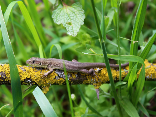 Ящірка прудка: містяни зустрілись з дикою природою у Кам'янському 
