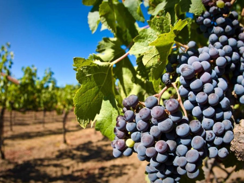 Що посадити біля винограду: список «друзів» та «ворогів» для дачників Дніпропетровщини