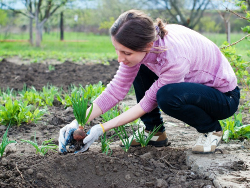 Подвойте свій врожай: золоті правила сусідства рослин для городників Дніпропетровщини у 2026 році