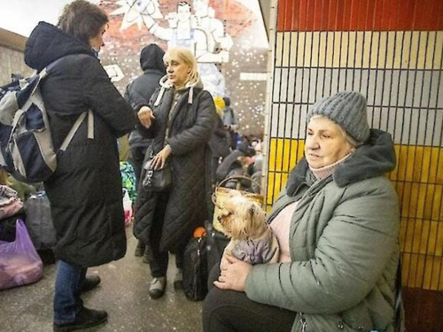 Що робити, якщо з твариною не пустили в укриття - відповідь юриста