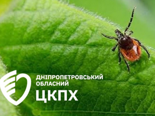 Хвороба Лайма та енцефаліт: як кам'янчанам вчасно розпізнати небезпеку після укусу кліща