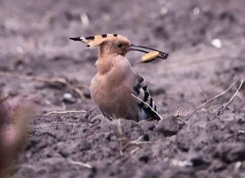 Птахи з «короною» на голові: на Дніпропетровщині зафільмували одудів - рідкісних гостей з Африки