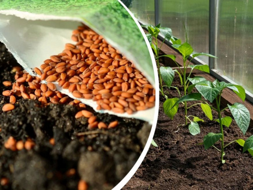 Секрети раннього врожаю на Дніпропетровщині: що обов’язково треба встигнути посадити у березні та квітні