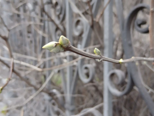 Аномалія в Кам’янському: бузок «прокинувся» перед Новим роком