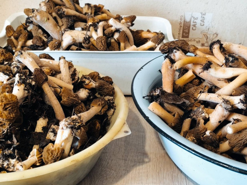 Тихе полювання з перешкодами: у Кам’янському відкрили грибний сезон, але є небезпека