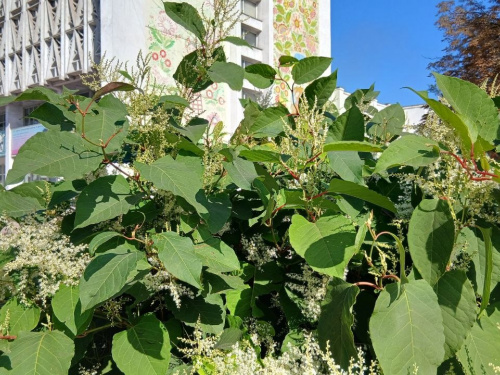 У Кам’янському росте одна з найнебезпечніших рослин світу