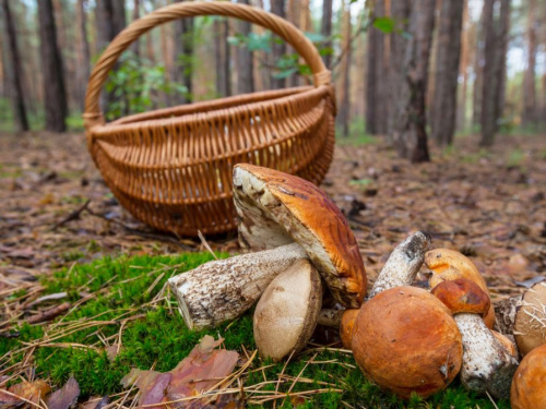 Тихе полювання грибів на людей: на Дніпропетровщині - десятки жертв, серед них - діти