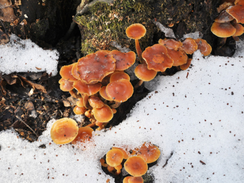 Тихе полювання в морози: які їстівні гриби ростуть на Дніпропетровщині взимку