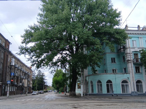 У Кам’янському зростає 125-річна тополя: природна пам’ятка знаходиться у занедбаному стані