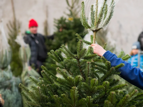 Що робити з ялинкою після свят: корисні ідеї та правила утилізації