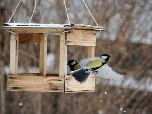 Добра справа, яка може вбити: чим насправді не можна годувати птахів узимку