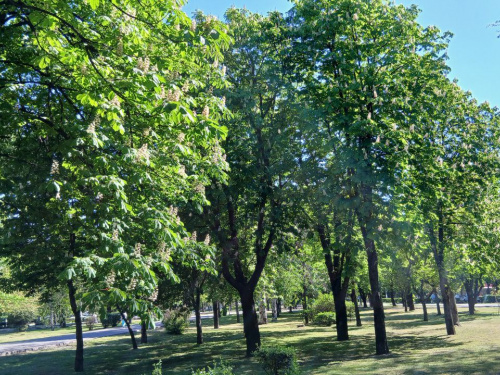 У Кам’янському очікується пік алергії через цвітіння трав та дерев: що робити, щоб не захворіти
