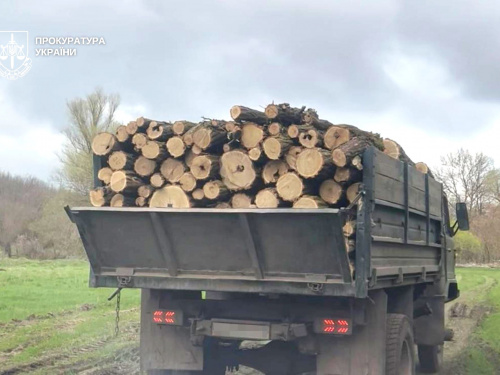 Знищували ліс пів року, збитки на 3 мільйони: у Кам’янському районі судитимуть «чорних лісорубів»