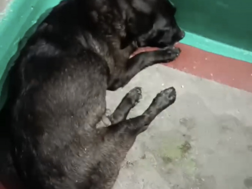 Жахливий інцидент у Кам'янському: чоловік скинув собаку з восьмого поверху
