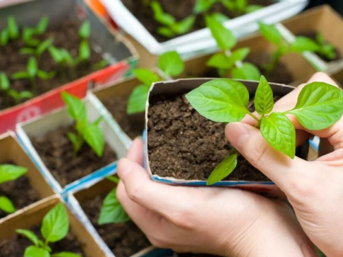 Встигнути до квітневого тепла: що мешканцям Дніпропетровщини треба посіяти на розсаду в березні