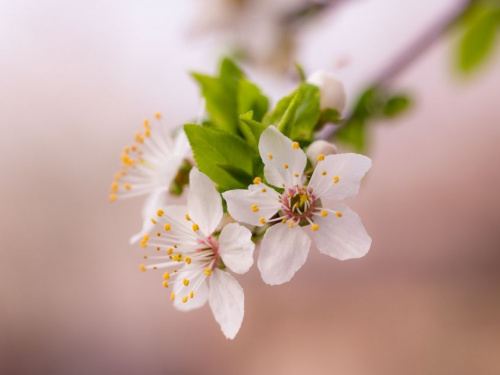 Від нічних заморозків до весняних дощів: прогноз погоди у Кам’янському на 20–24 квітня