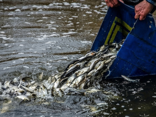 Товстолоб, щука та сом: Кам’янське водосховище готують до масштабного зариблення