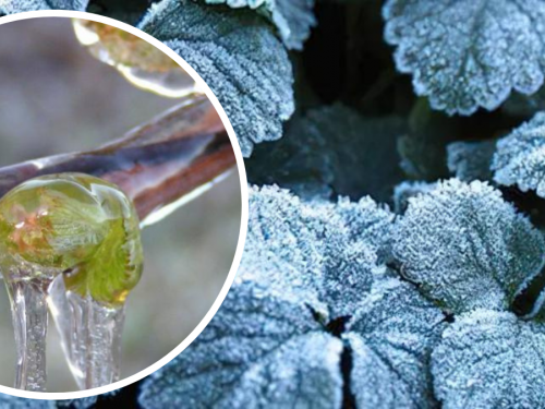 Дніпропетровщина ризикує залишитися без врожаю фруктів: у чому причина та як врятувати дерева