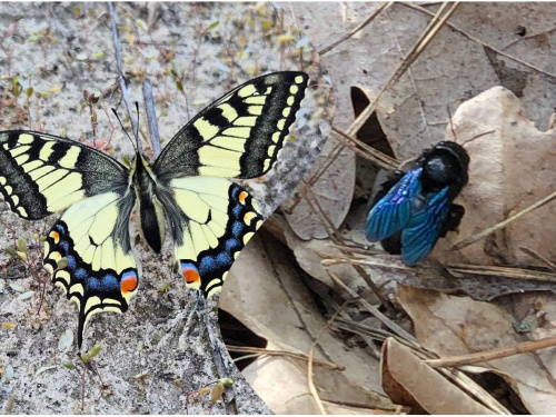 Знахідки Червоної книги: у заповіднику на Дніпропетровщині виявили рідкісних комах