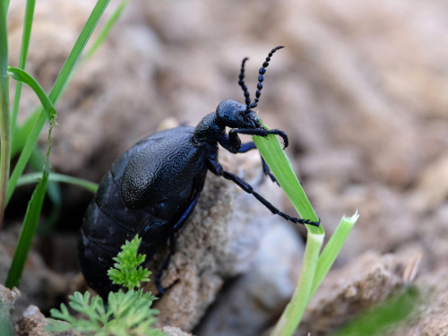 Синьо-чорна небезпека: жук-майка атакує Дніпропетровщину - як уберегтися